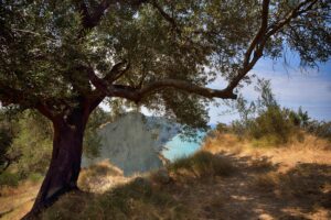 Κέρκυρα: Τα 5 εκατομμύρια ελαιόδεντρα και η ιστορία τους
