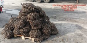 Παράνομη αλιεία: Αλίευσαν 1 τόνο όστρακα ακατάλληλα για ανθρώπινη κατανάλωση!