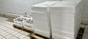 Κατασχέθηκαν 256 κιλά αλιευμάτων από την Ιχθυόσκαλα νέας Μηχανιώνας