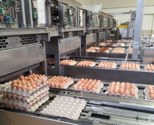 Kατασχέθηκαν 112.590 αυγά στην Πορτογαλία αξίας 15.000€