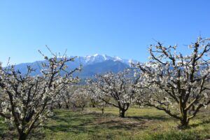 Ανθισμένες κερασιές – Το τουριστικό υπερθέαμα της Πιερίας
