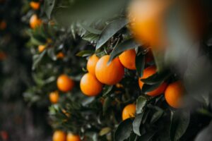 Γεωργική προειδοποίηση για καλλιέργειες εσπεριδοειδών