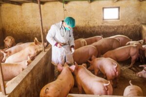 Προσλήψεις κτηνιάτρων ζητά η FSA της Βρετανίας – Το σύστημα βασίζεται σε μετανάστες κτηνιάτρους μερικής απασχόλησης