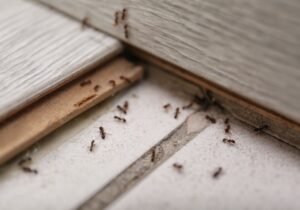 Πως να απαλλαγείτε από τα μυρμήγκια χωρίς χημικά