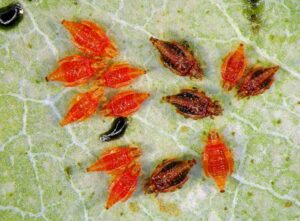 Retithrips syriacus: Μία νέα απειλή για τις καλλιέργειες – Αξιολόγηση κινδύνου από την EFSA