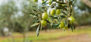 Ελαιόδεντρα: Πρόωρη ανθοφορία λόγω των υψηλών θερμοκρασιών – Συμβουλές προς τους αγρότες