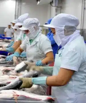 Ελληνική καινοτομία: Απλό τεστ (όπως του covid) για την αποκάλυψη απάτης στα θαλασσινά