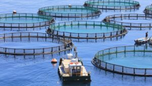 Υδατοκαλλιέργεια ΕΕ 2022: 1,08 εκατομμύρια τόνοι εκτροφής