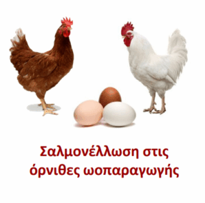 ΥΠΑΑΤ: Πρόγραμμα ελέγχου σαλμονέλας στα πουλερικά