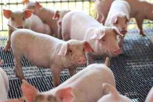 Η Παγκόσμια εξάπλωση της Salmonella enterica οφείλεται στην εκβιομηχάνιση του χοιρινού κρέατος!