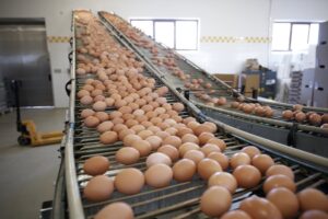 Ελλείψεις αυγών στα σουπερμάρκετ της Αυστραλίας λόγω της Γρίπης των πτηνών