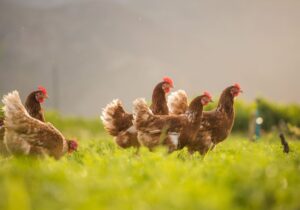 Σημείο μηδέν: Πέθανε άνδρας, το πρώτο επιβεβαιωμένο κρούσμα γρίπης των πτηνών H5N2 στο Μεξικό