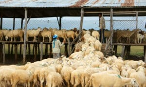 Τουρκία: Τραυματίστηκαν 16.000 “χασάπηδες” κατά τη διάρκεια θρησκευτικής γιορτής