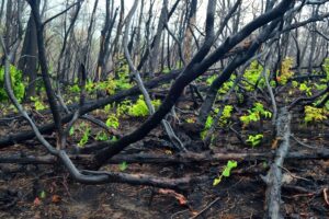 Συνελήφθη ιδιοκτήτης ταβέρνας για τη φωτιά στη Βαρυμπόμπη