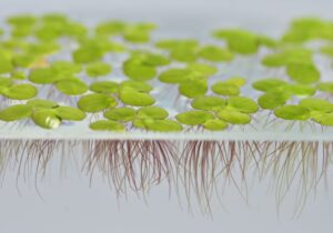 “Duckweed”: Ποιο είναι το μικρό υδρόβιο φυτό που μπορεί να φέρει επανάσταση στα τρόφιμα του αύριο;