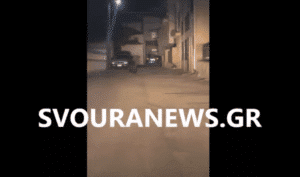 Καστοριά: Αρκούδα εγκλωβίστηκε στο Κέντρο του Άργους-Ορεστικό – Δείτε video