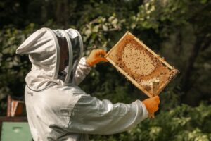 Μελισσοκόμοι εξαπατήθηκαν από νοθευμένα φύλλα κηρήθρας στην Αυστρία – Υπό κράτηση ο προμηθευτής