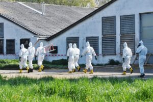 Γιατί οι αγελάδες είναι επικίνδυνες για να ξεκινήσει μία ανθρώπινη πανδημία Η5Ν1
