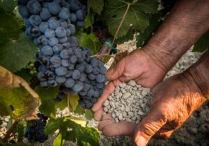 Αμπελώνες: Πώς επηρεάζει το όργωμα τα βακτήρια του εδάφους;
