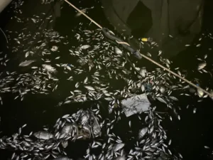 Βόλος: Σοκ από τα χιλιάδες νεκρά ψάρια στο λιμάνι