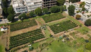 Αστικός αμπελώνας Θεσσαλονίκης: Οι υψηλές θερμοκρασίες έφεραν νωρίτερα τον τρύγο