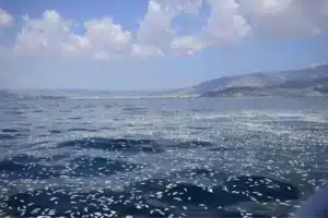Νεκρά ψάρια σε όλο τον Παγασητικό – Εισαγγελική παρέμβαση