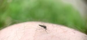 “Προφυλαχτείτε από τα κουνούπια – Αυξημένα κρούσματα ιού Δυτικού Νείλου – Νέα προειδοποίηση του ΕΟΔΥ