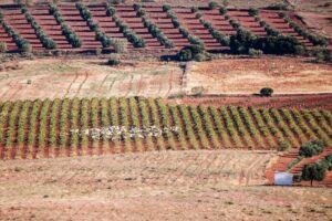 Ασύδοτη βόσκηση και καταστροφές καλλιεργειών – Συνελήφθη κτηνοτρόφος στην Ιεράπετρα