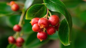 Το άγνωστο superfruit του Αμαζονίου που αποτρέπει τη λιπώδη νόσο του ήπατος (NAFLD)