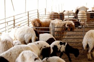 Επείγοντα μέτρα της ΕΕ για να μην μεταδοθεί η πανώλη αιγοπροβάτων από την Ελλάδα σε άλλες χώρες