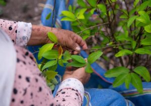 Εταιρεία κόκας της Κολομβίας ζητά από την Coca Cola να αλλάξει όνομα!