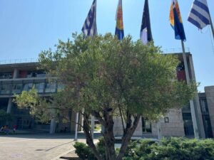 Βιολογικό λάδι από τα ελαιόδεντρα στο κέντρο της Θεσσαλονίκης