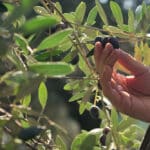 Συγκομιδή επιτραπέζιας Ελιάς: Επιστολή προς τους Μεταποιητές από την Αντιπεριφερειάρχη Π.Ε. Χαλκιδικής