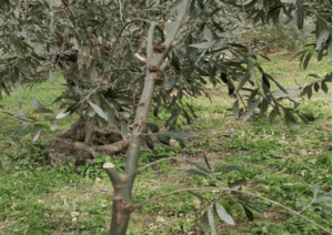 Ελαιόδεντρα: Νέα Γεωργική προειδοποίηση από το ΥΠΑΑΤ