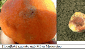 Έξαρση Μύγας Μεσογείου σε όλες τις καλλιέργειες της Ελλάδας – Γεωργική προειδοποίηση από το ΥΠΑΑΤ