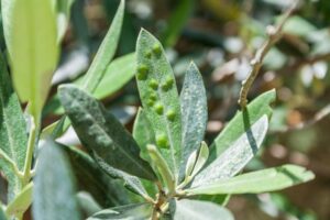 ΥπΑΑΤ: Η Ελλάδα έχει αποφύγει τον κίνδυνο της Xylella, απαιτείται όμως μεγάλη προσοχή