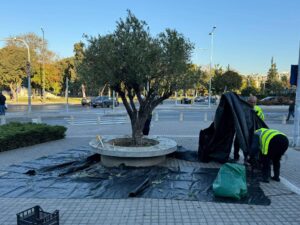 Ο Δήμος Θεσσαλονίκης μαζεύει τις ελιές από τα ελαιόδεντρα της πόλης για την παραγωγή δημοτικού ελαιόλαδου