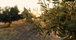 Ανακοίνωση προς ελαιοπαραγωγούς