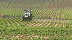 EFSA: Τροποποίηση των υφιστάμενων ανώτατων ορίων καταλοίπων για το ζιζανιοκτόνο picloram