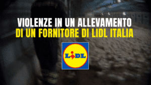 Lidl It: Νέα καταγγελία για τα κοτόπουλα της αλυσίδας