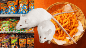 Η χρωστική των Cheetos που κάνει τα ποντίκια διαφανή