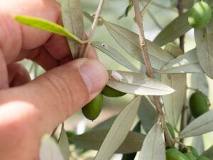 Ελιά: Νέα Γεωργική προειδοποίηση από το ΥΠΑΑΤ