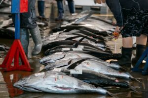 EFSA: Κάνενα ψάρι άγριας αλιείας δεν είναι απαλλαγμένο από παράσιτα