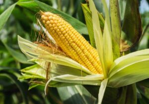Η EFSA ενέκρινε γενετικά τροποποιημένο καλαμπόκι