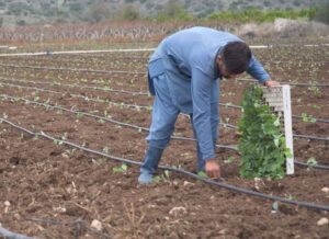Ελαιοσυγκομιδή: Σε αναζήτηση εργατών γης η Αργολίδα