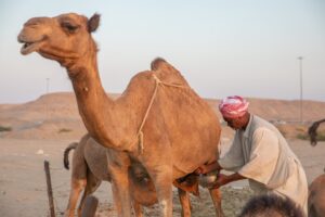 Γάλα καμήλας: Είναι ασφαλής η εναλλακτική γάλακτος που προτείνουν οι guru της διατροφής στα social;