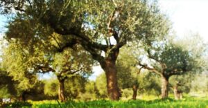 Αποζημιώσεις απωλειών ελαιοπαραγωγής από ανομβρία και καύσωνες, ζητάει ο Σύνδεσμος Ελαιοκομικών δήμων Κρήτης