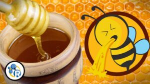 Πως οι μέλισσες φτιάχνουν το μέλι; Μια απροσδόκητη χημεία (βίντεο)