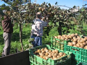 Πρόστιμο σε παραγωγό ακτινιδίων – Δεν πληρωνε τους εργάτες γης