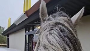 Είναι τρελός ο καβαλάρης: Πήγε με άλογο στα McDonalds για να δει αν θα τον εξυπηρετήσουν!